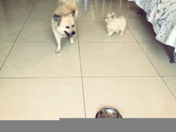 肉丁mama的貼心家庭寵物寄養 為北京寵物主人分憂