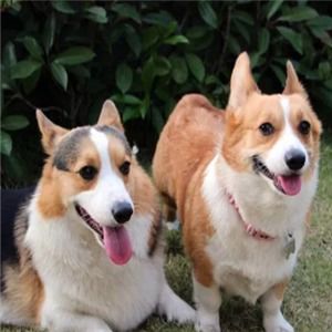 皇優(yōu)寵物加盟店 專業(yè)寵物服務(wù)，打造愛(ài)寵溫馨家園