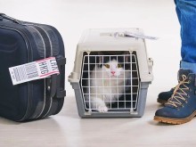 淮安寵物托運(yùn)服務(wù)全攻略 專業(yè)、安全與便捷的選擇